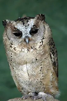 Scops: Scops Owl