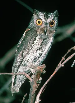 Scops: Scops Owl