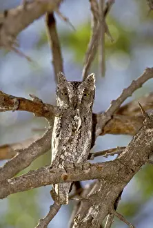 Intelligence: Scops Owl