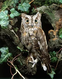 Scops: Scops Owl