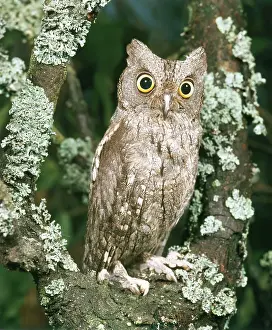 Scops: Scops Owl