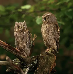 Zdenek Tunka: Scops Owl - pair