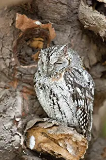 Scops: Scops Owl - at roost