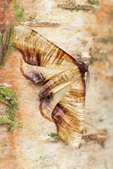 Scorched: Scorched Wing Moth