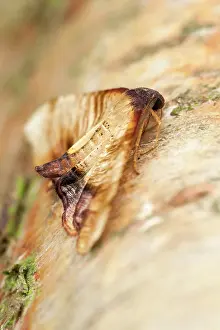 Scorched: Scorched Wing Moth