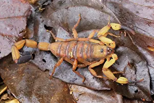 Centruroides: Scorpion