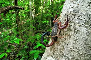 Ankarana: Scorpion