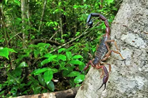 Ankarana: Scorpion