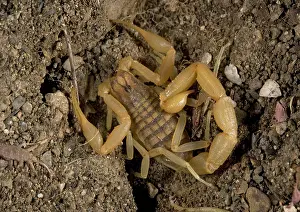 Sting: Scorpion