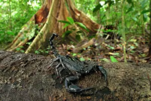 Scorpions: Scorpion