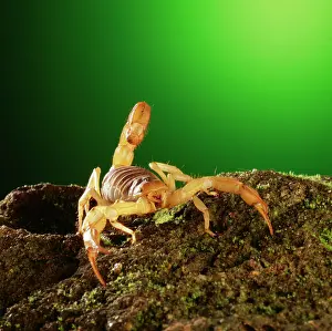Scorpions: SCORPION