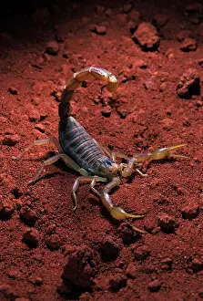 Scorpions: Scorpion