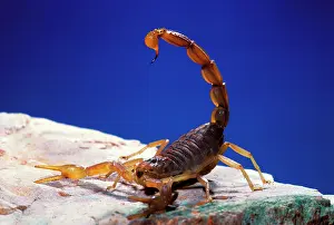 Sting: Scorpion