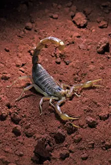 Occitanus: Scorpion