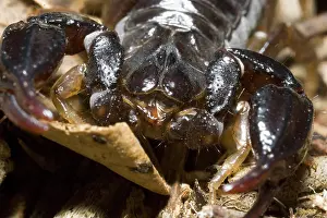 Scorpiones: Scorpion