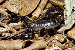 Scorpiones: Scorpion