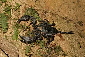 Meta: Scorpion