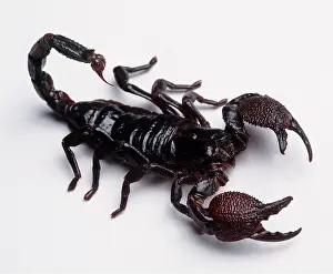 Andy Teare: SCORPION - BLACK, IN STUDIO