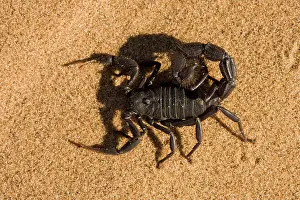 Scorpions: Scorpion - Defensively flattend to the ground with