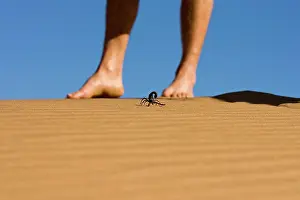 Scorpions: Scorpion - On dune sand with bare human feet in
