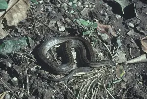 Salvador: Scorpion-eating Snake
