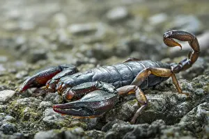 Italicus: Scorpion (Euscorpius italicus) Defensive structure
