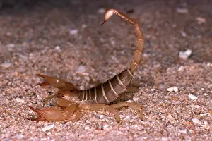 Scorpions: Scorpion (fam. Scorpionidae)