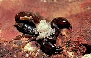 Scorpions: A scorpion (Fam: Scorpionidae) female carrying young on back