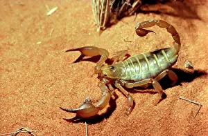 Scorpions: A scorpion (Fam: Scorpionidae) on red sand