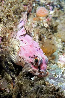 Bubalis: Scorpion fish