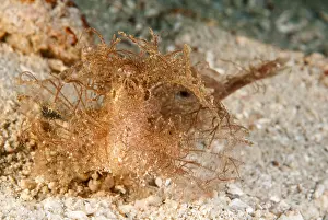 Crawling: Scorpion fish
