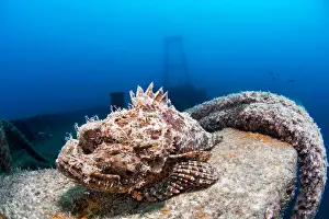 Scorpaena: Scorpion fish (Scorpaena sp) on the rail of the