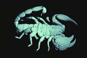 Fluorescence: Scorpion Fluorescing Under UV Light