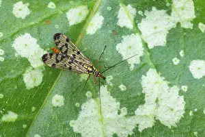 Panorpa: Scorpion Fly