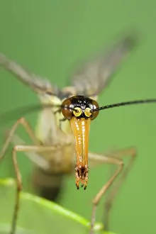Elongated: Scorpion Fly - detail of elongated snout