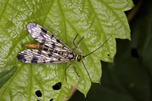 Panorpa: Scorpion fly - Female on leaf