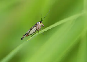 Rspb: Scorpion Fly - resting on leaf - female - in wetland