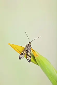 Scorpionfly: Scorpion Fly - resting on Yellow Flag