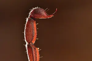 Andasibe: Scorpion (Grosphus sp) Stinger at tip of tail, Andasibe