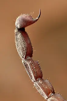 Andasibe: Scorpion (Grosphus sp) Stinger at tip of tail, Andasibe