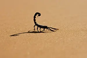 Scorpions: Scorpion - Hunting on hot desert sands