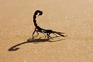 Scorpions: Scorpion - Hunting on hot desert sands
