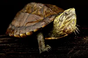 Turtles: Scorpion Mud Turtle (Kinosternon scorpioides sco