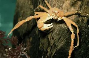 Missing: Scorpion Spider Crab - missing a claw