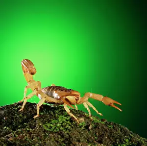 Scorpions: Scorpion - tail raised