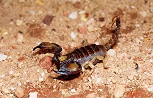 Raised: SCORPION - tail raised