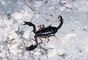 Raised: SCORPION - with tail raised