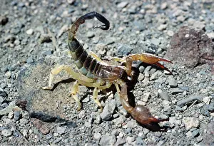 Sting: SCORPION - in threat pose