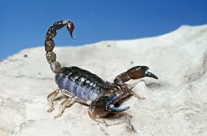 Sting: SCORPION - in threat posture