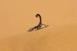 Scorpions: Scorpion - Touring the dunes with tail raised